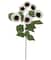 White Sunflower Stem by Ashland®